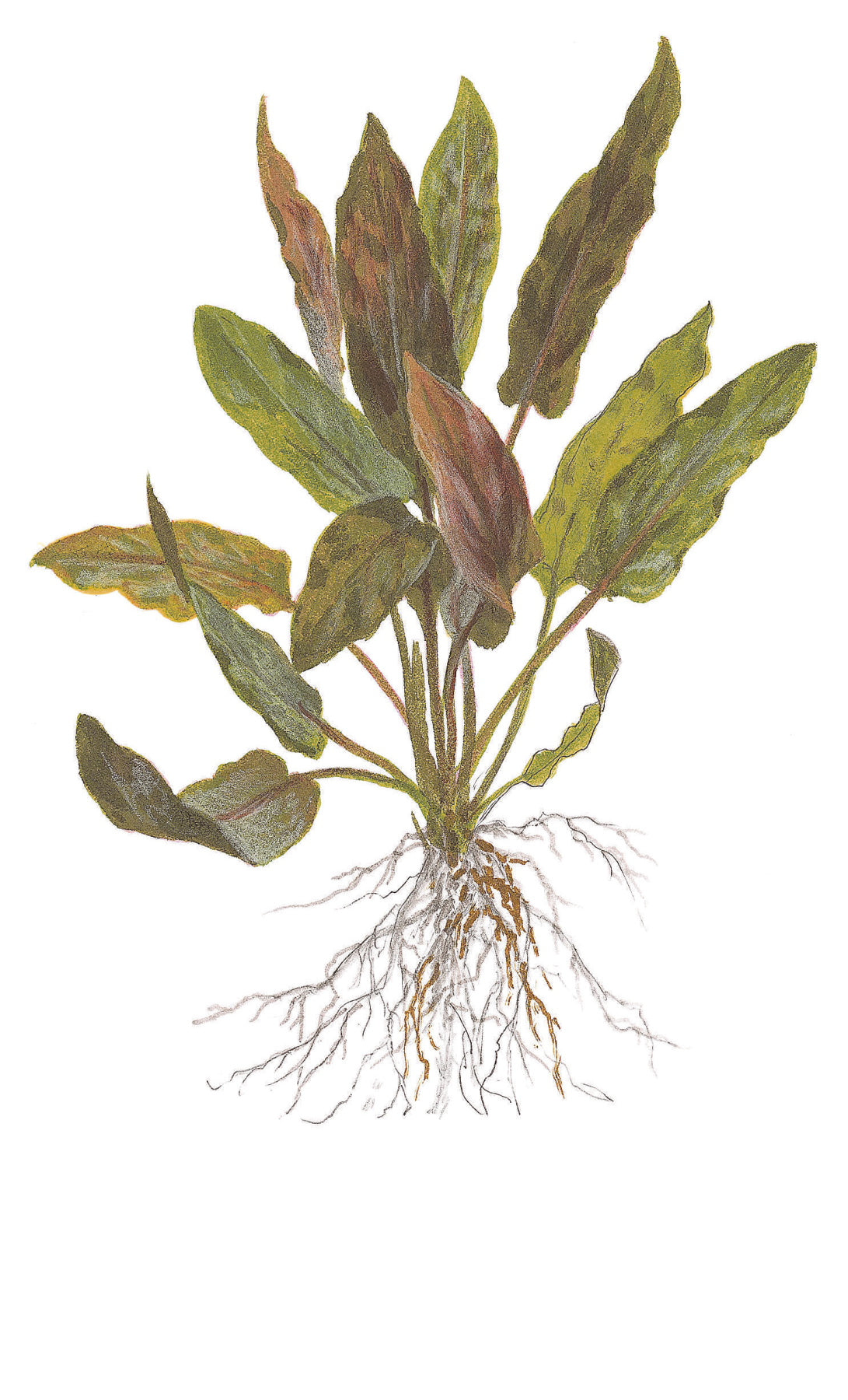 Cryptocoryne undulata 'Broad Leaf'