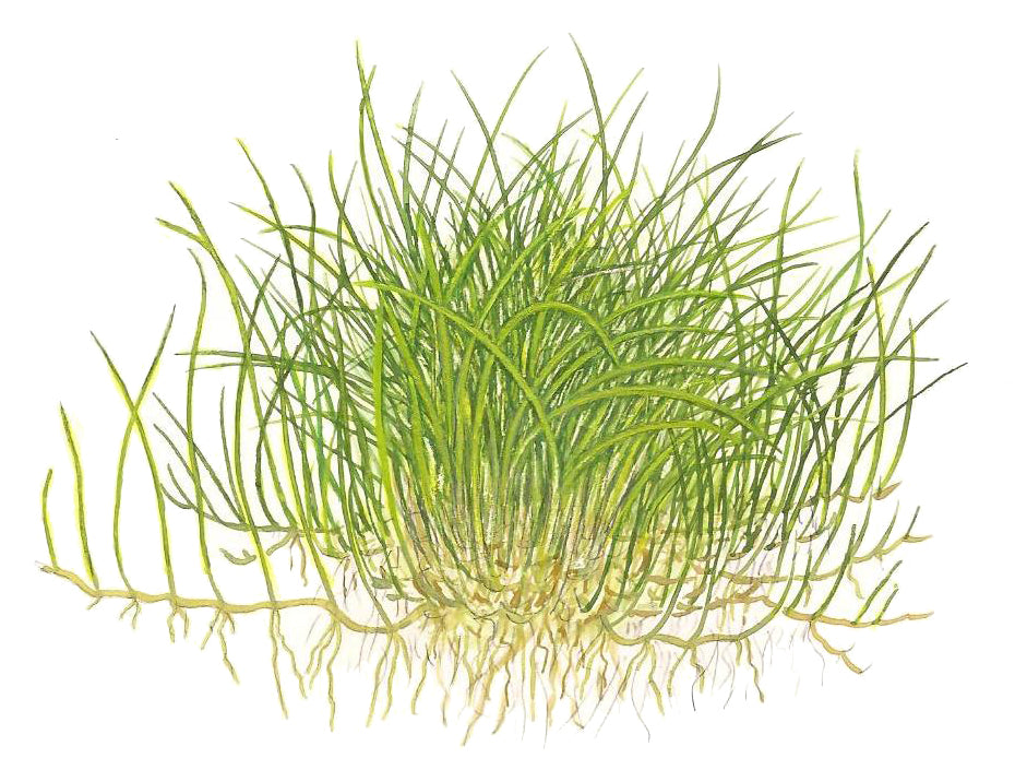 Eleocharis pusilla 'Mini'