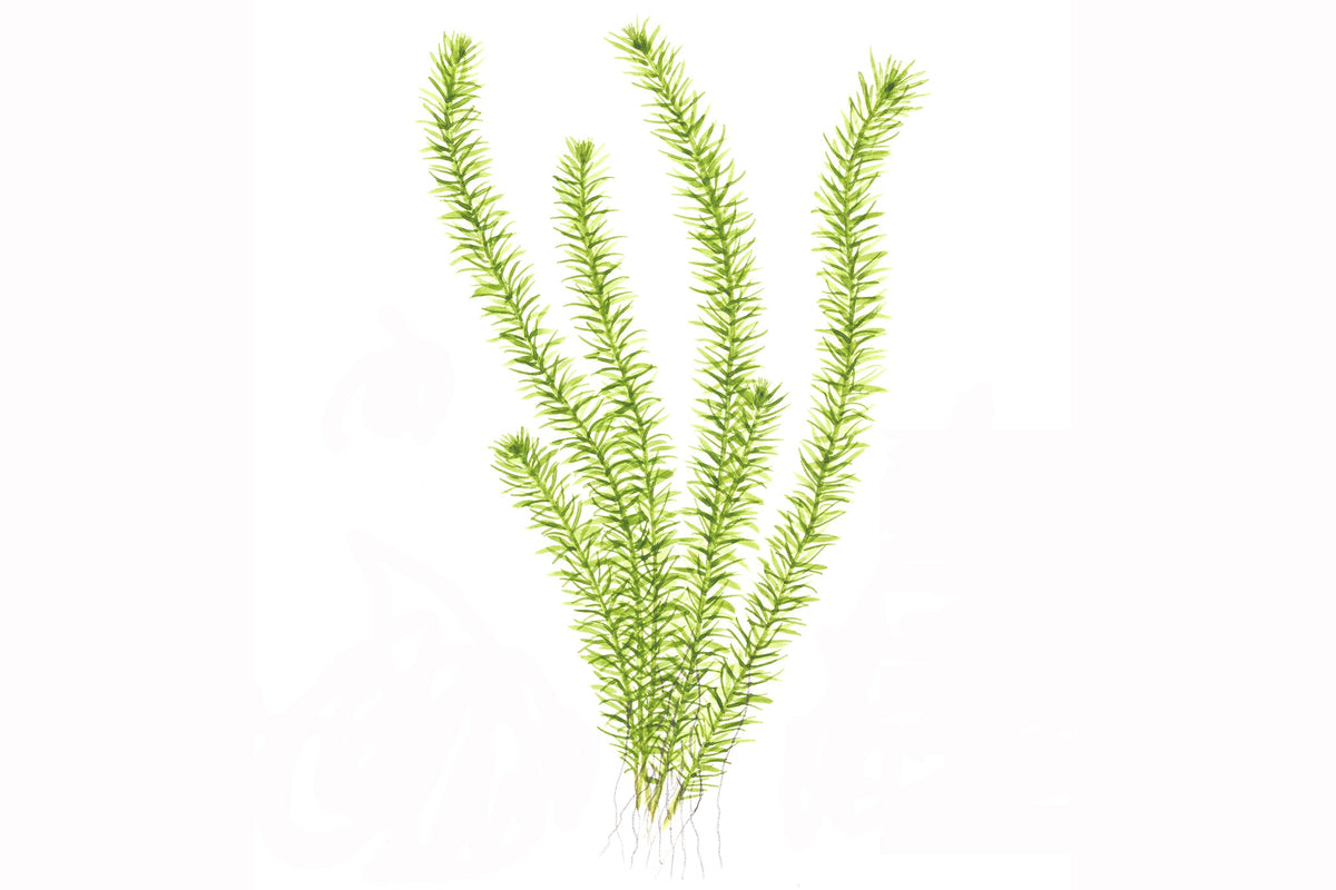Mayaca fluviatilis