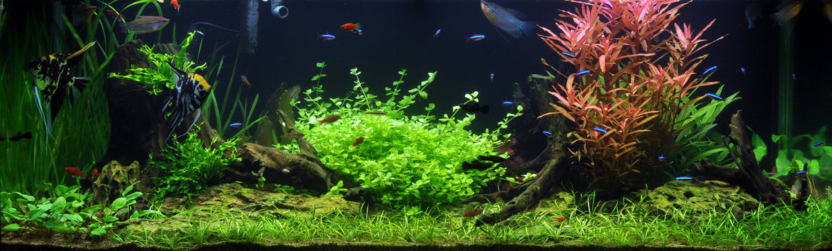 Layout 18 (297 L)