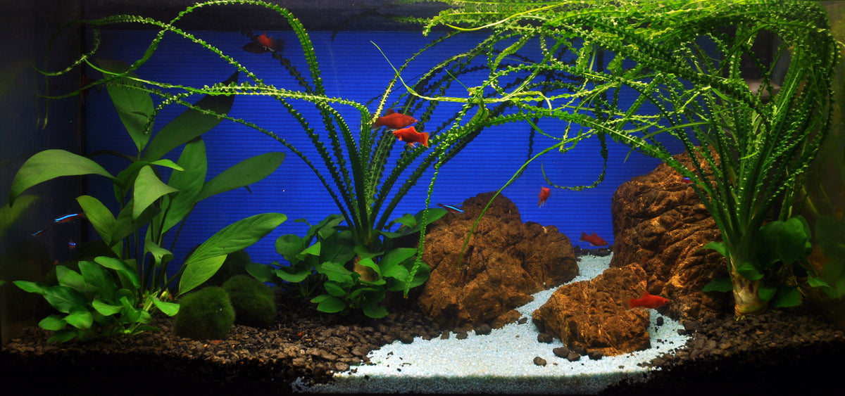 Layout 24 (54 L)