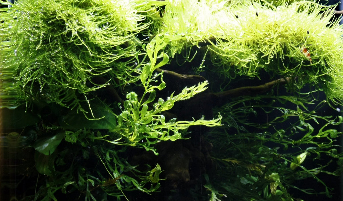 Layout 29 (30 L)