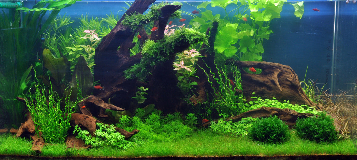 Layout 35 (360 L)