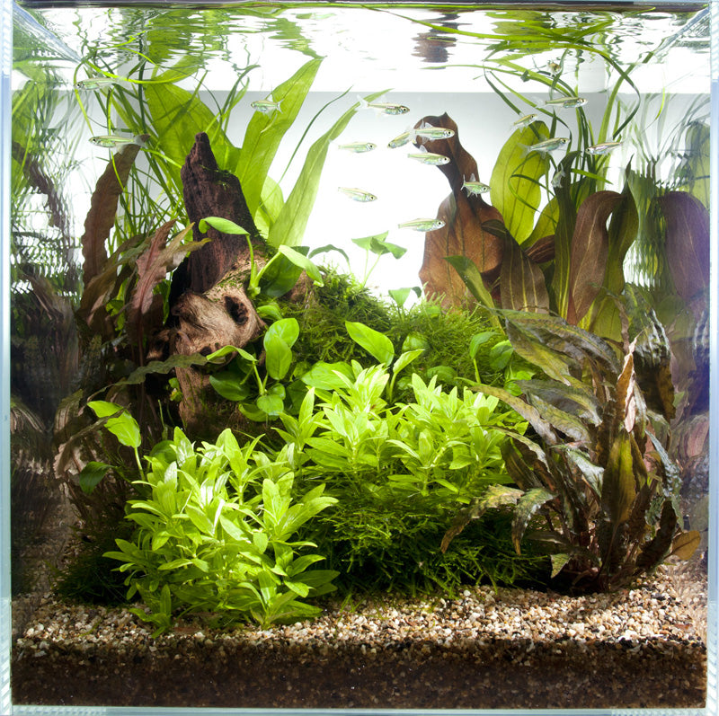 Layout 43 (30 L)