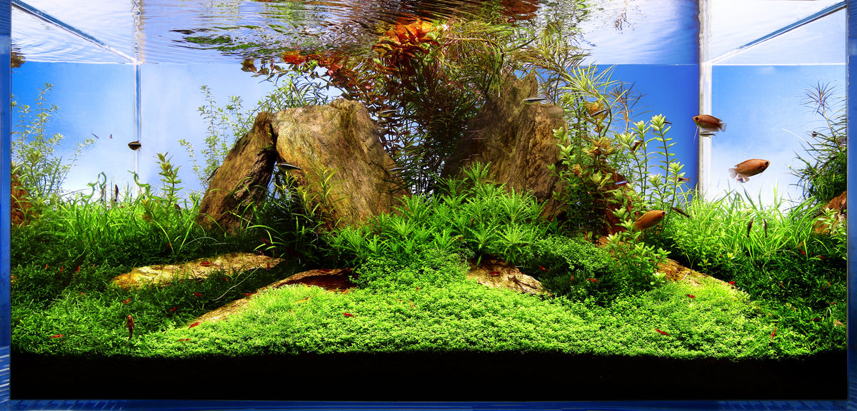 Layout 44 (200 L)