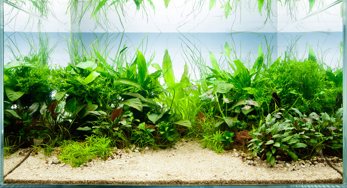 Layout 46 (200 L)