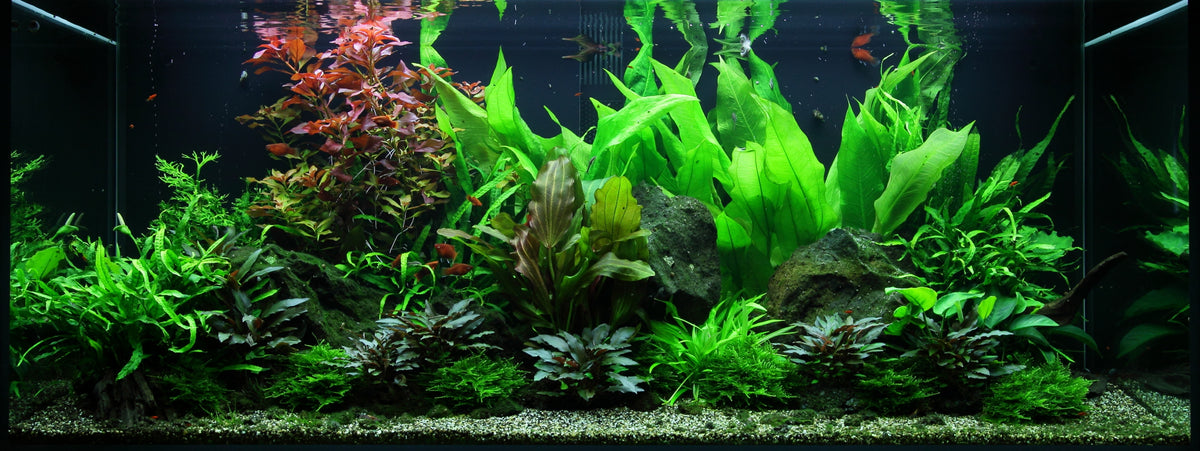 Layout 48 (300 L)