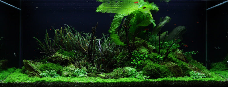 Layout 52 (300 L)