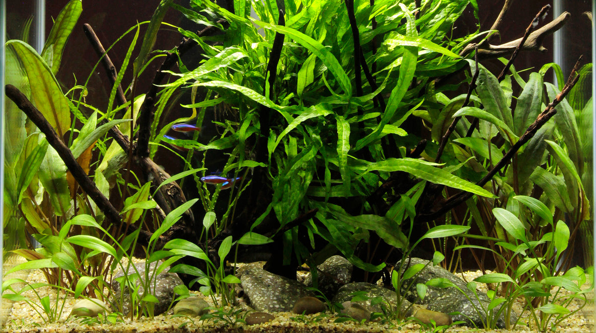 Layout 58 (46 L)