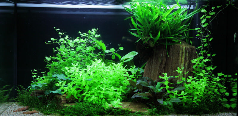 Layout 60 (125 L)
