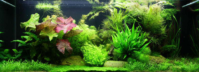 Layout 65 (300 L)