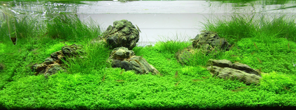 Layout 72 (54 L)
