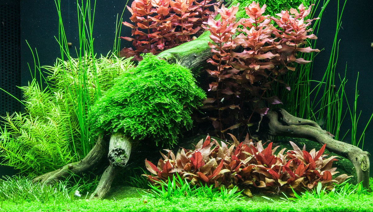 Layout 75 (100 L)