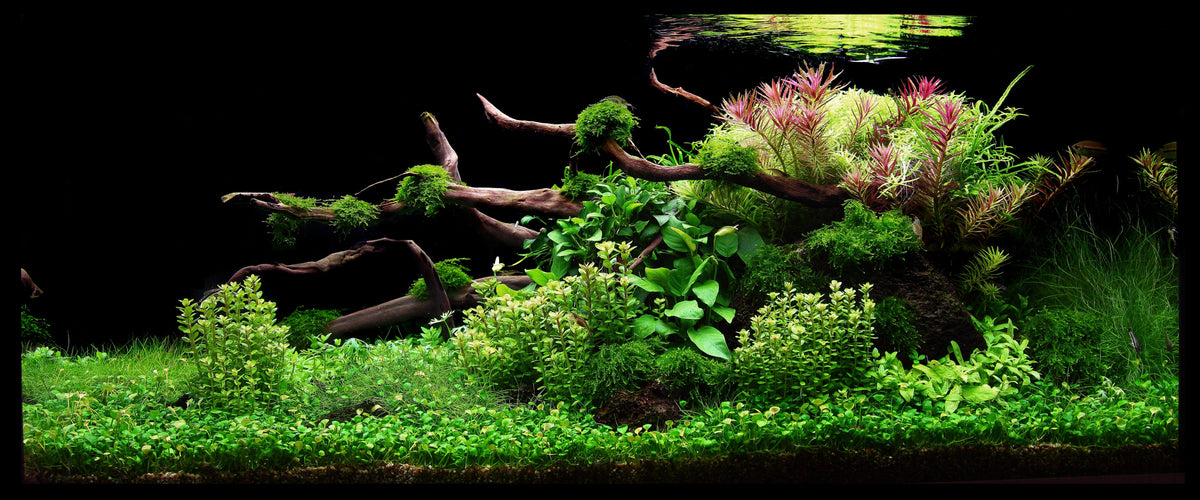 Layout 78 (180 L)