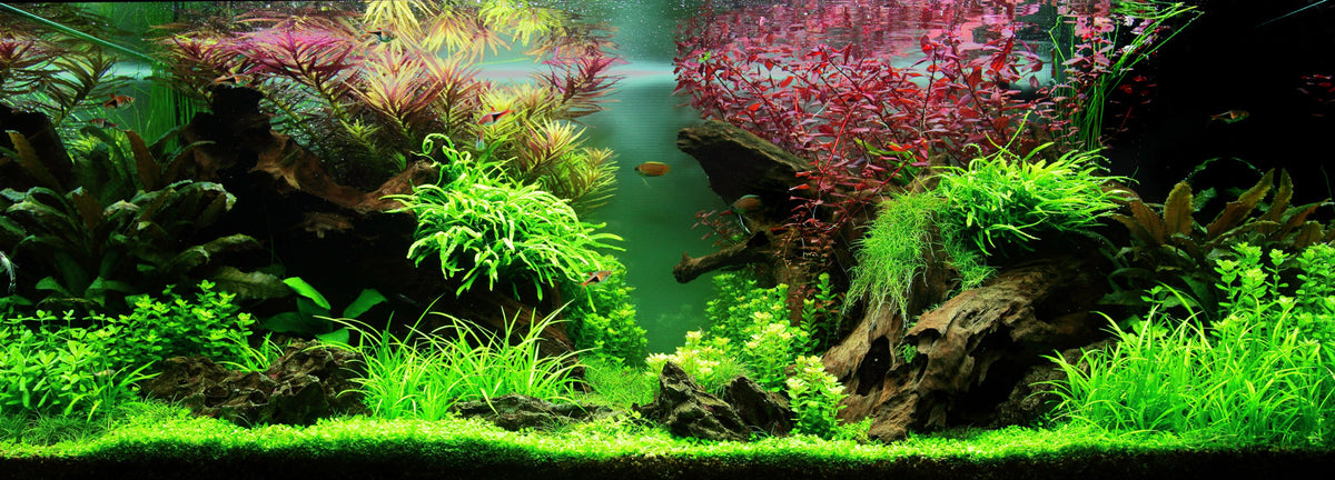 Layout 80 (180 L)