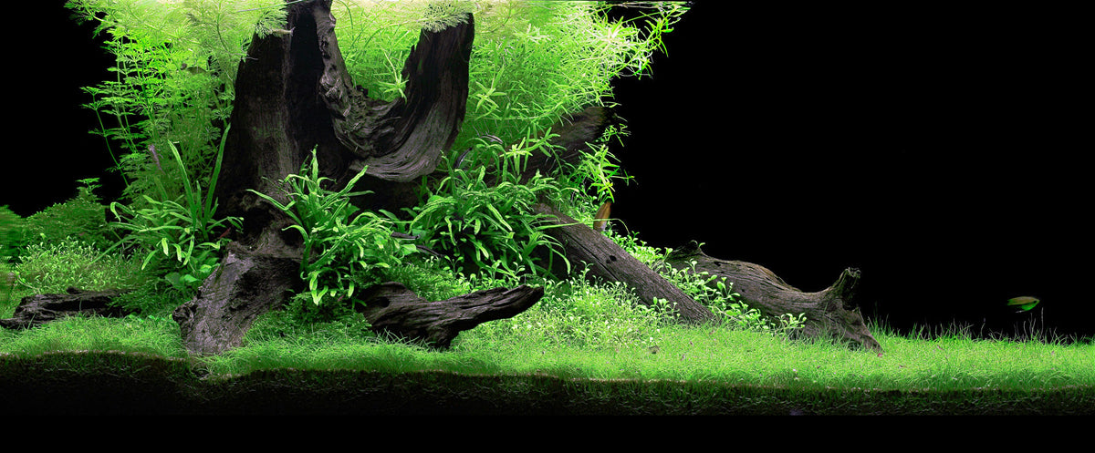 Layout 81 (180 L)