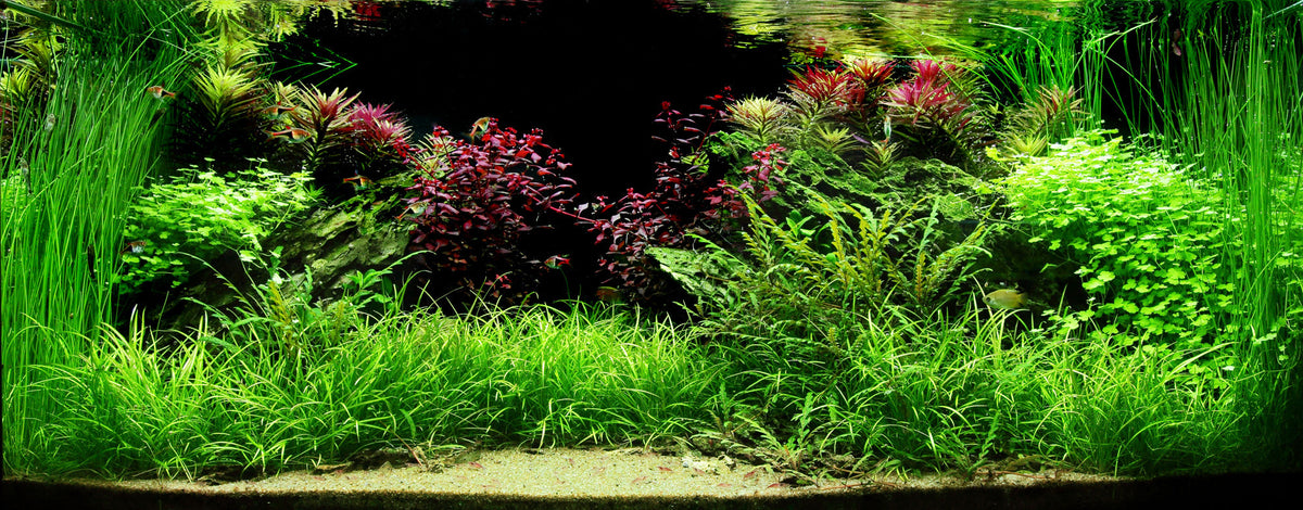 Layout 82 (180 L)