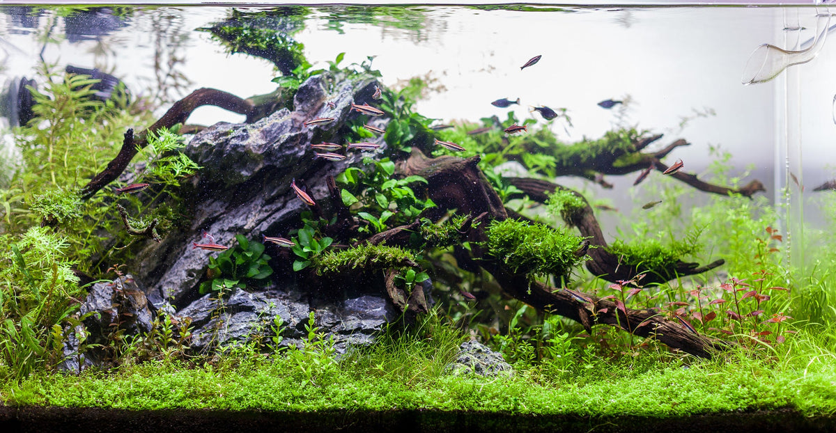 Layout 86 (182 L)