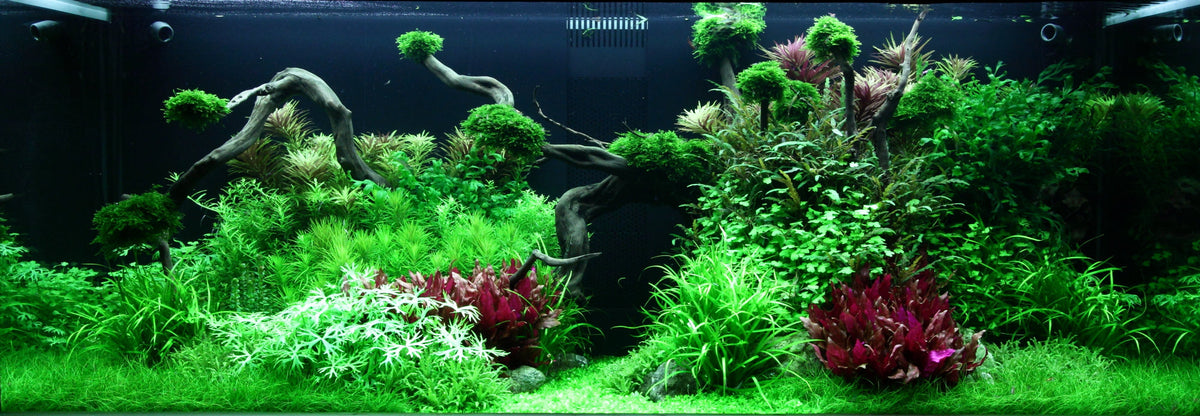 Layout 96 (300 L)
