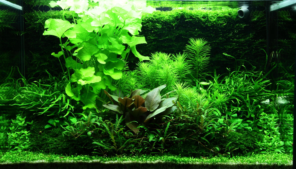 Layout 98 (100 L)