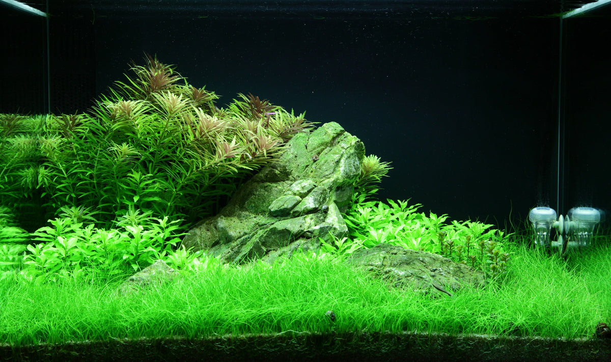 Layout 100 (100 L)
