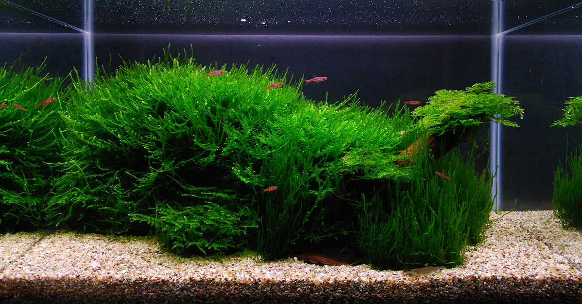 Layout 104 (28 L)