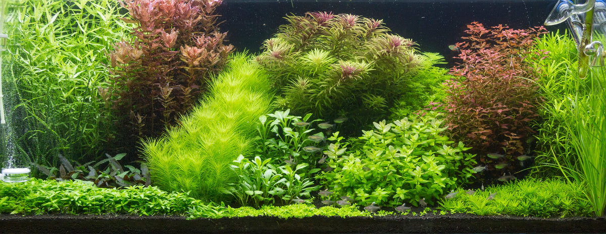 Layout 105 (300 L)