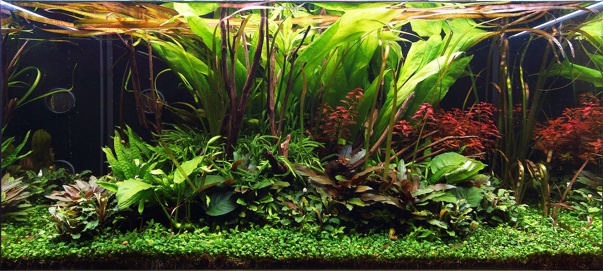 Layout 108 (250 L)