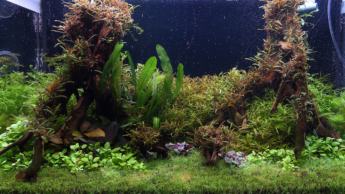 Layout 109 (250 L)
