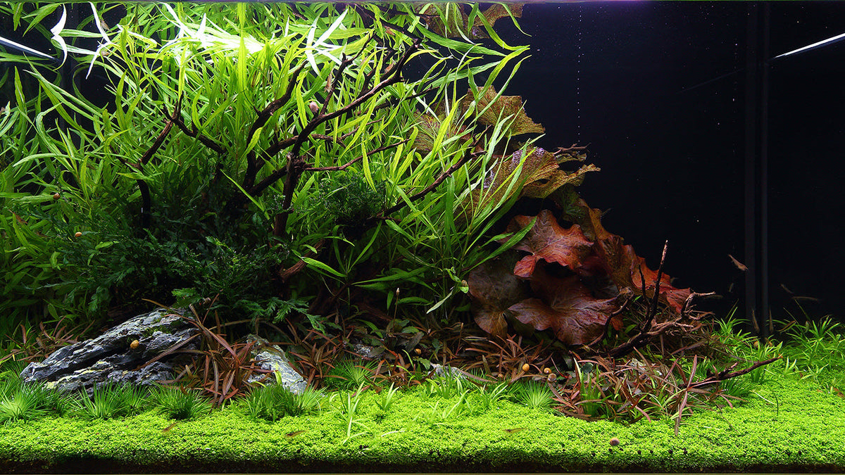 Layout 110 (250 L)