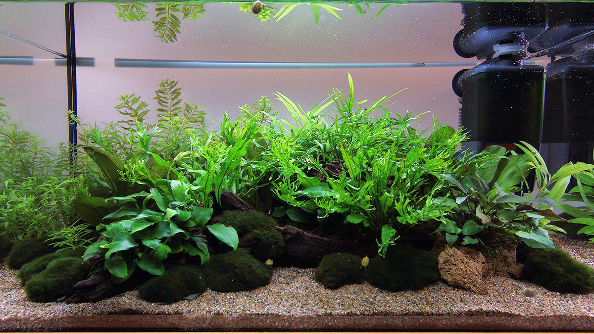 Layout 111 (54 L)