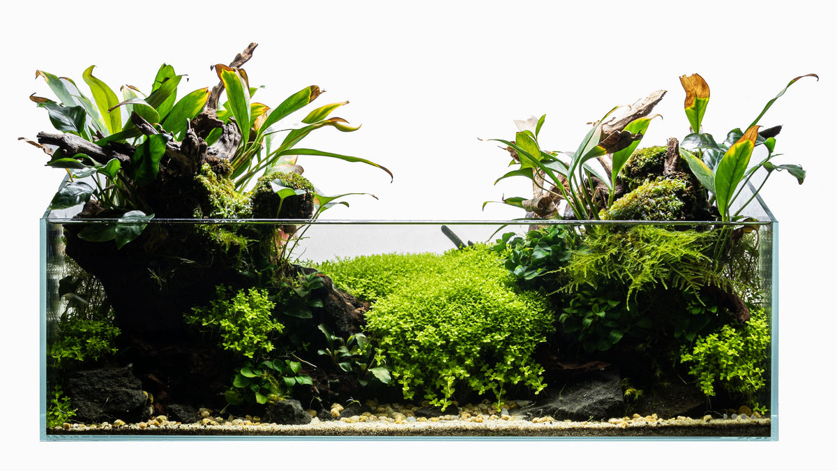 Layout 127 (54 L)