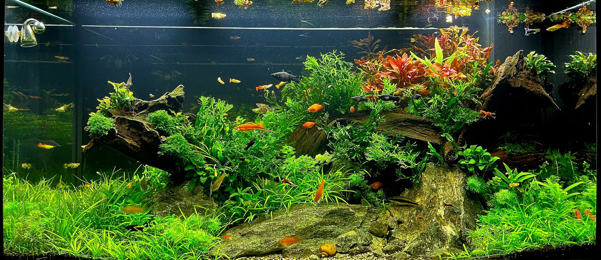 Layout 128 (350 L)