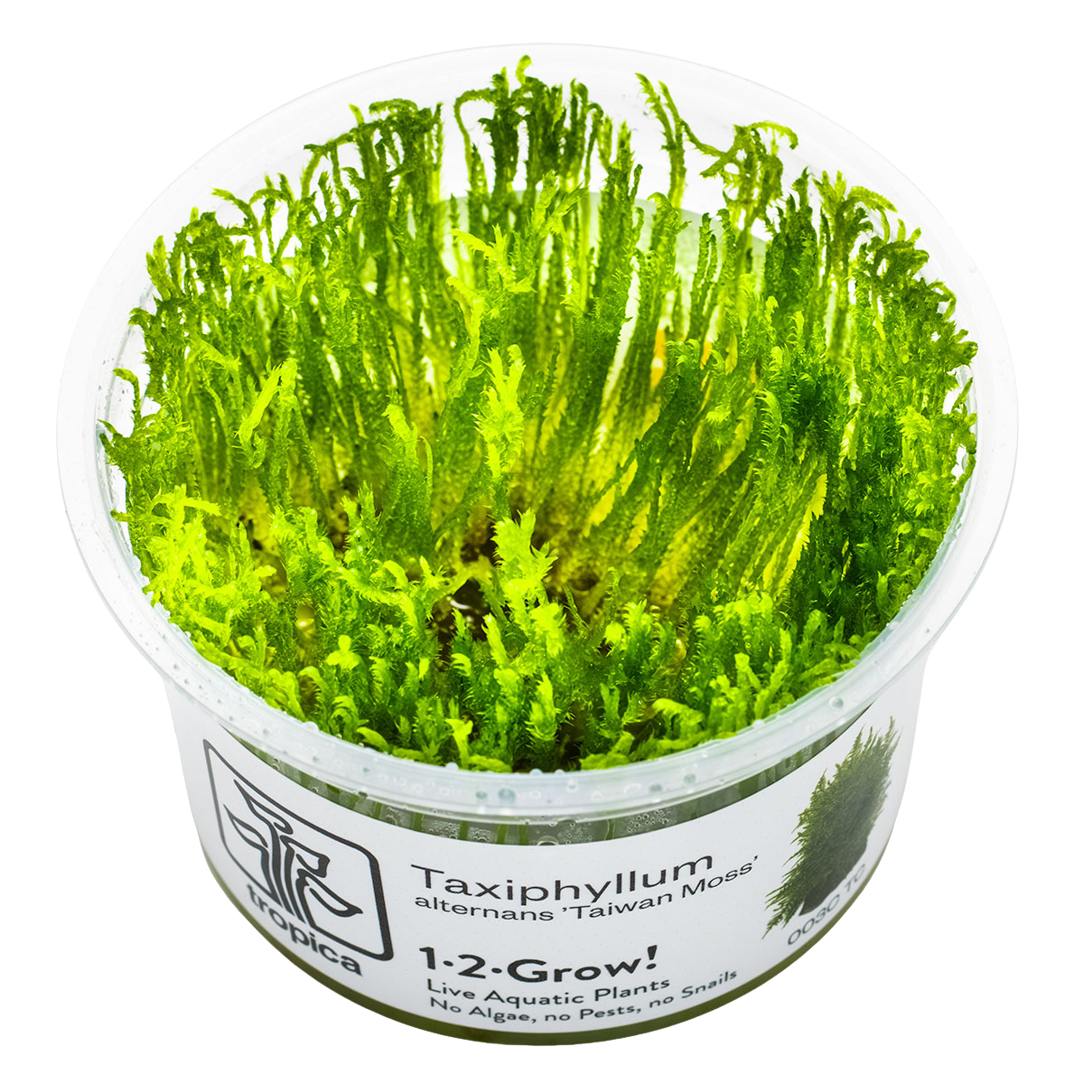 Taxiphyllum alternans 'Taiwan Moss'