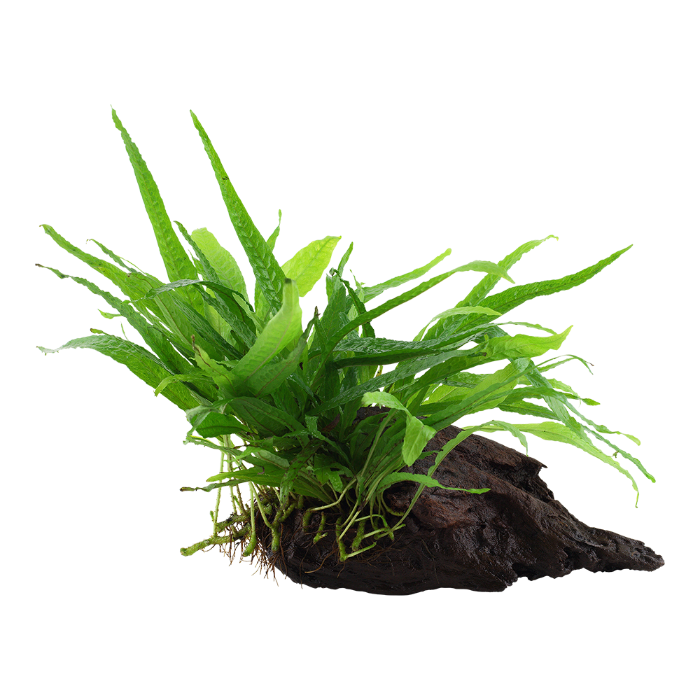 Microsorum pteropus 'Narrow'