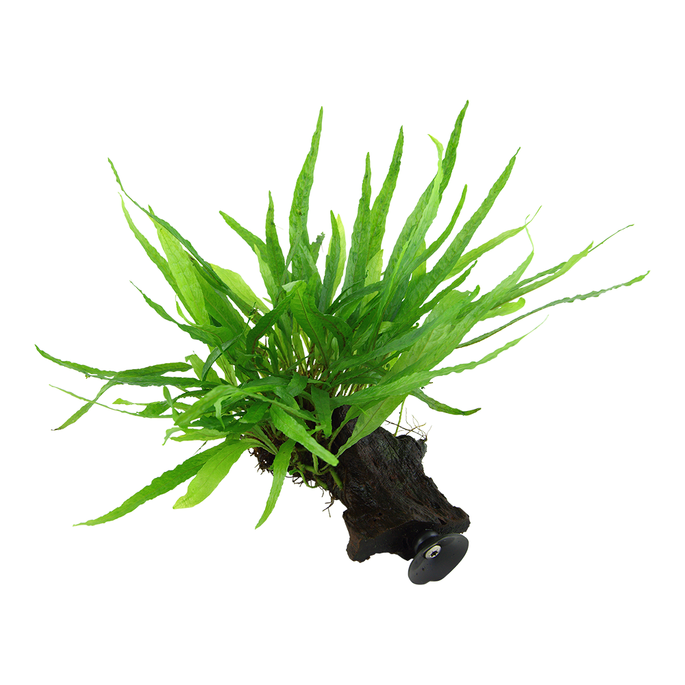 Microsorum pteropus 'Narrow'