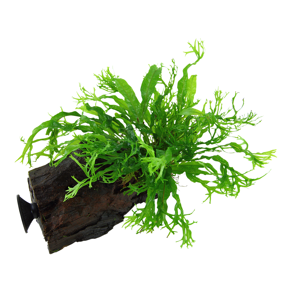 Microsorum pteropus 'Windeløv'