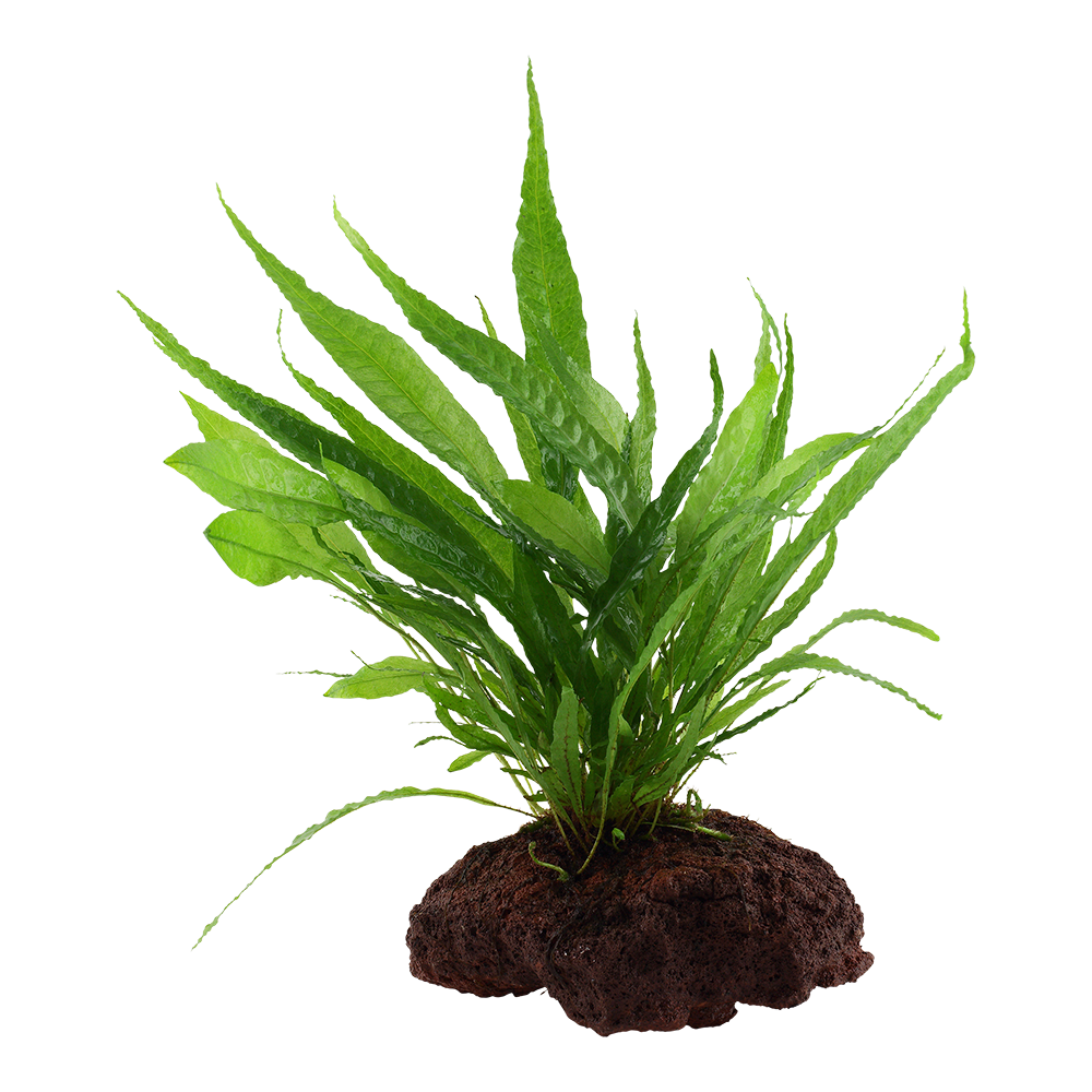 Microsorum pteropus