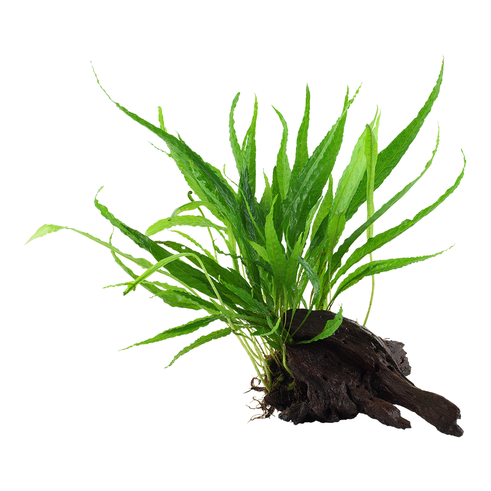 Microsorum pteropus