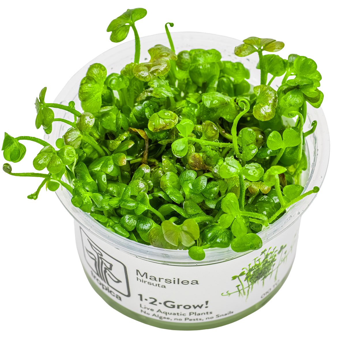 Marsilea hirsuta