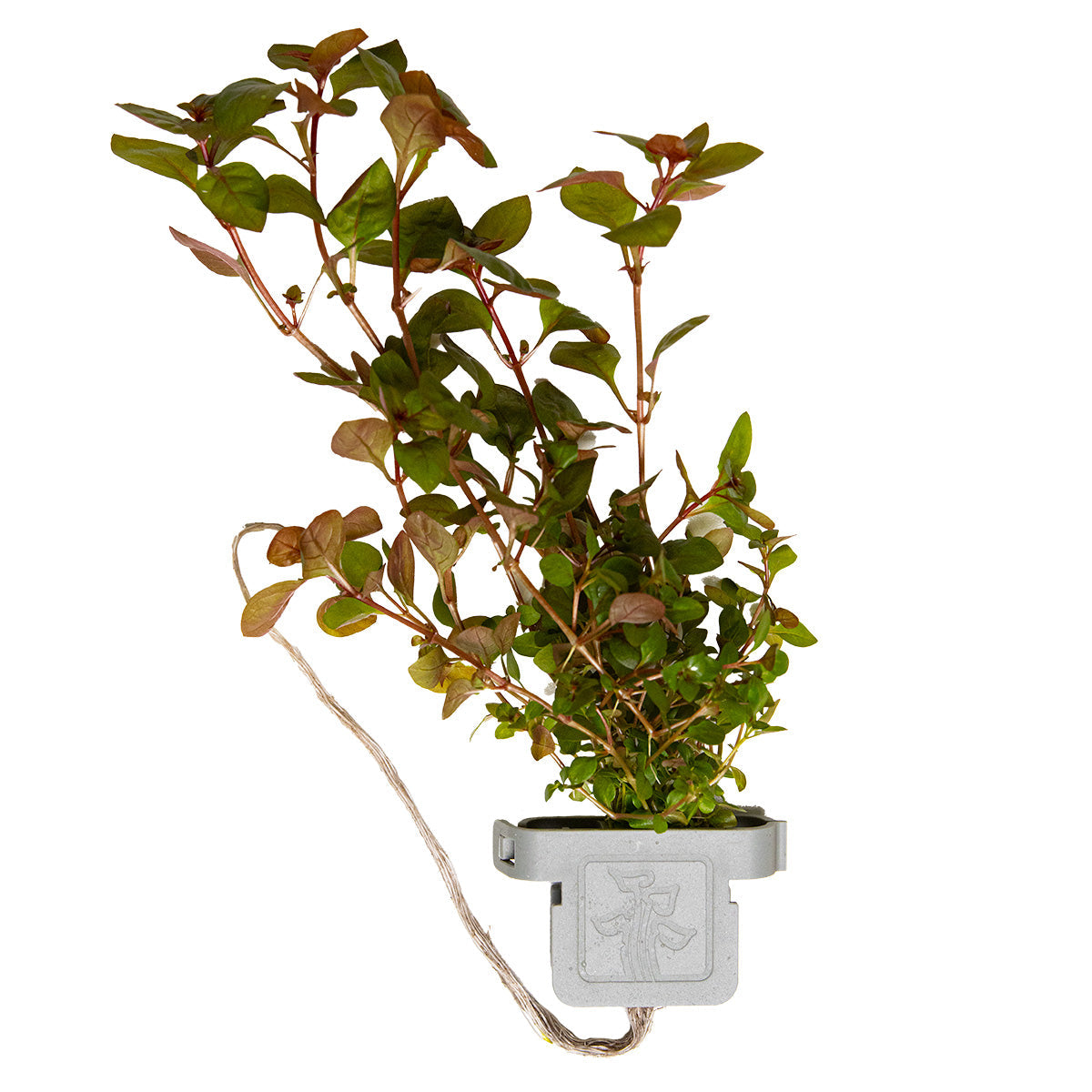 Ludwigia palustris 'Super Red'