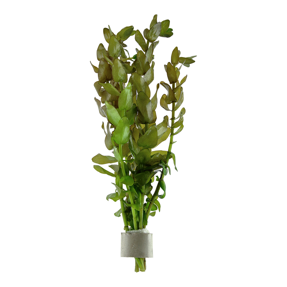 Bacopa caroliniana