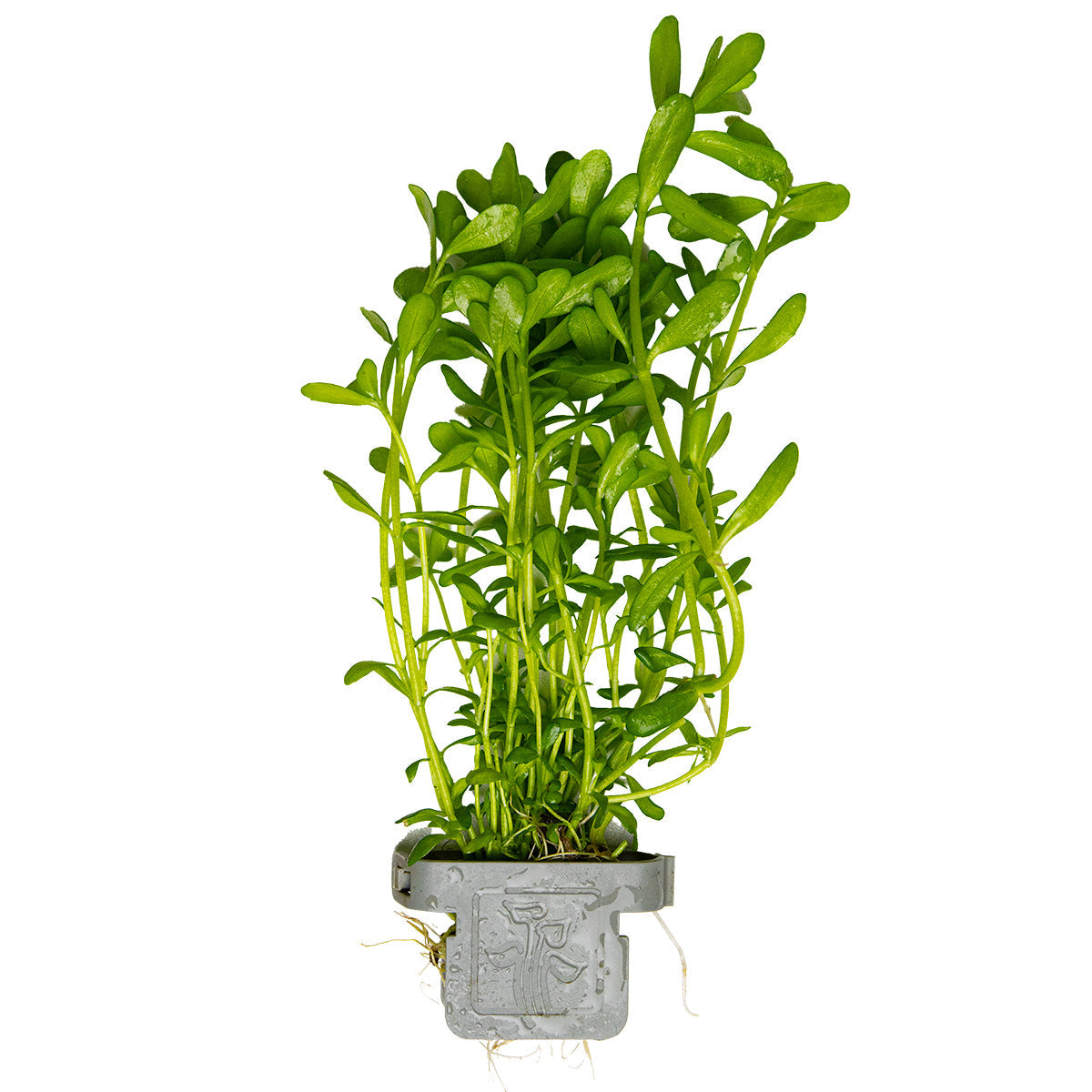 Bacopa monnieri 'Compact'