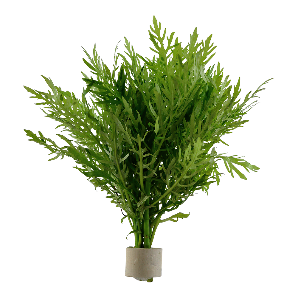Hygrophila difformis