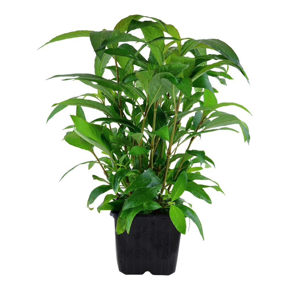 Hygrophila corymbosa 'Stricta'