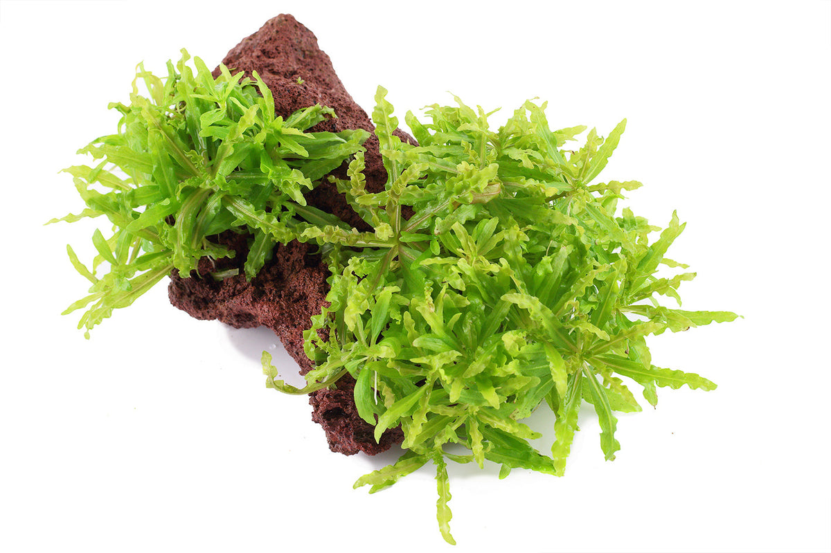 Pogostemon helferi