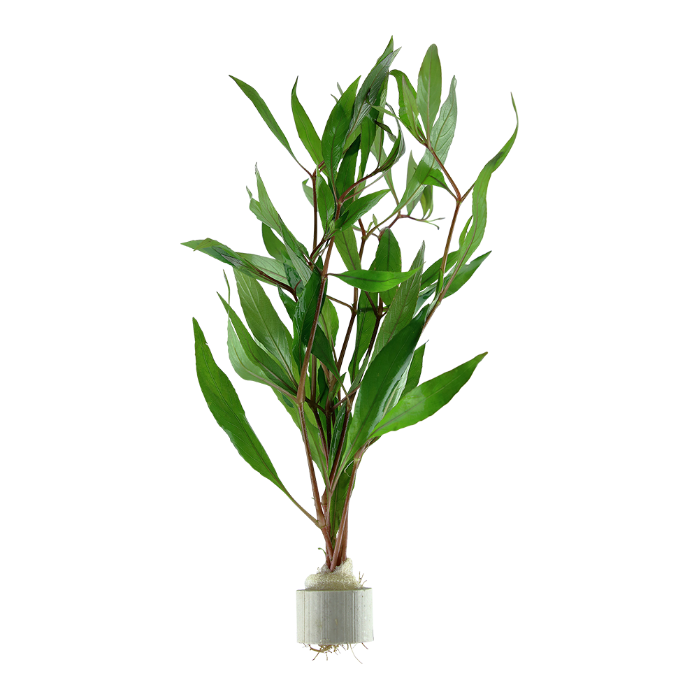 Hygrophila corymbosa