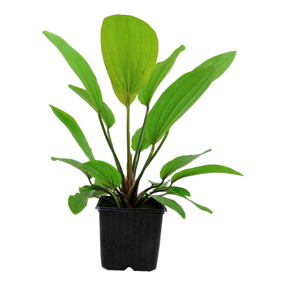 Echinodorus 'Rosé'