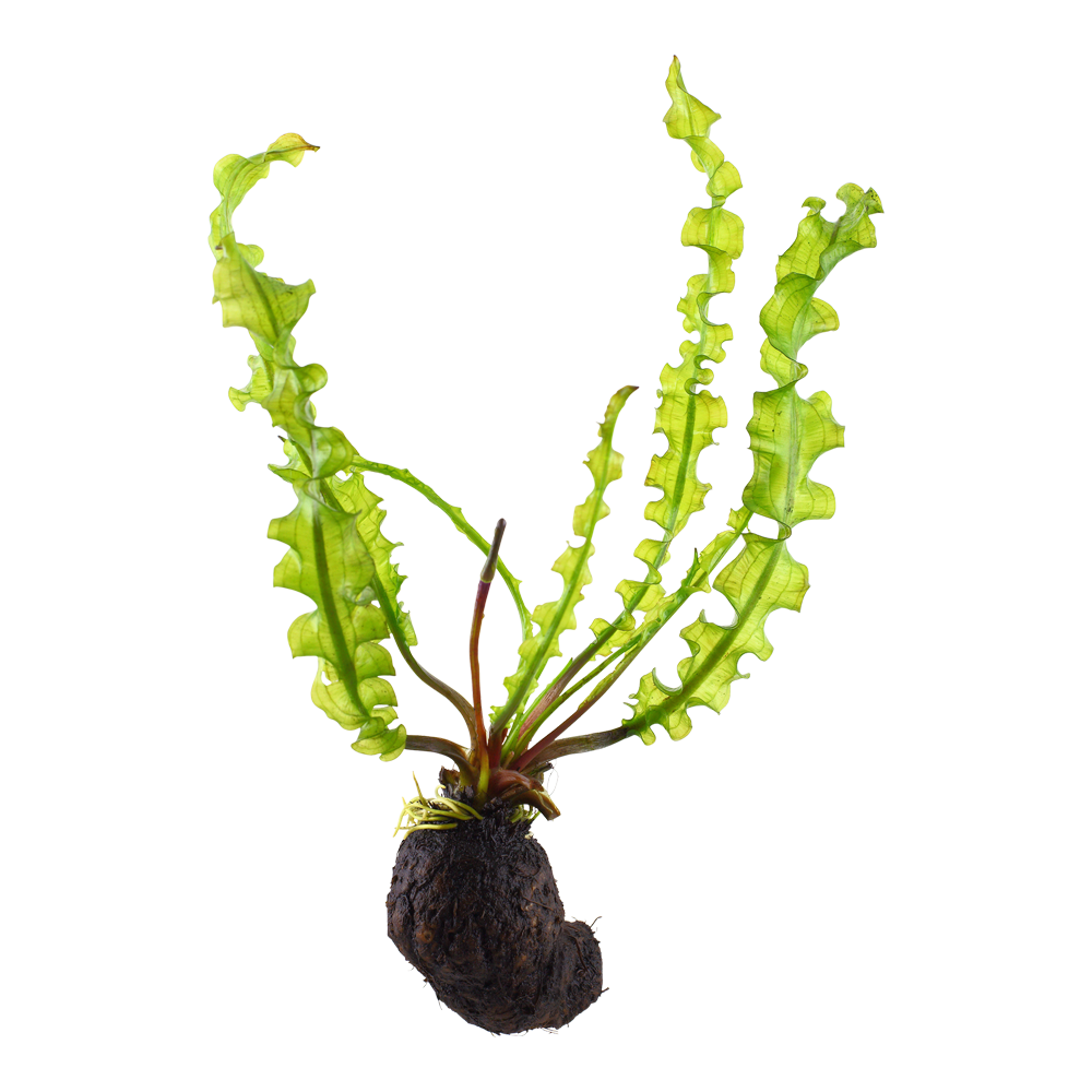 Aponogeton longiplumulosus