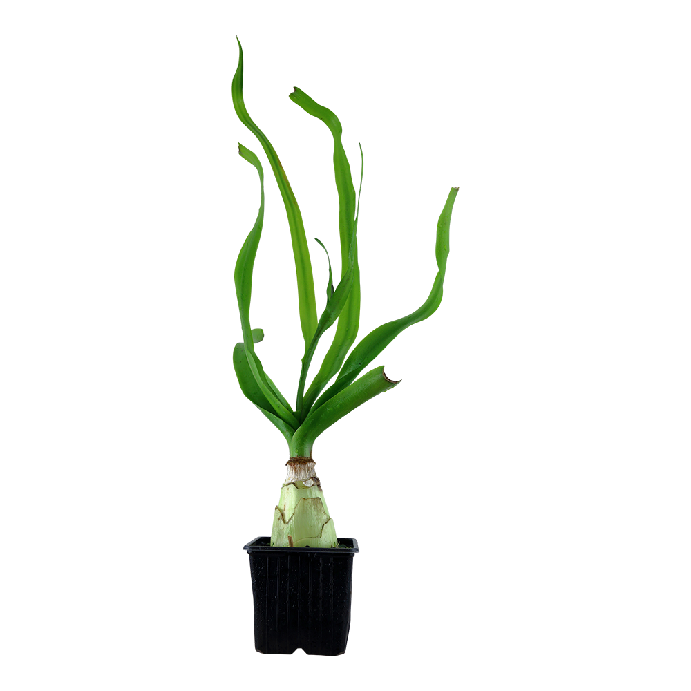 Crinum thaianum